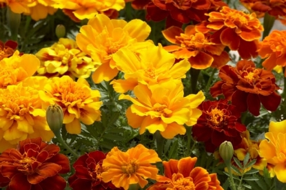 Picture of Marigold - Safari Series Mixed